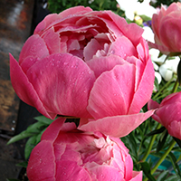 Коралловые пионы