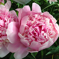 Пион Angel Cheeks