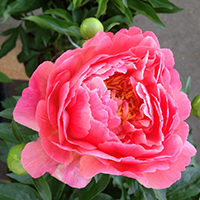 Пион Coral charm