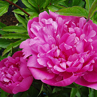 Пион Edulis Superba