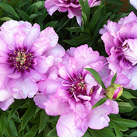 Пион First Arrival