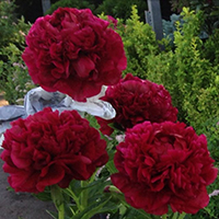 Пион Henry Bockstoce