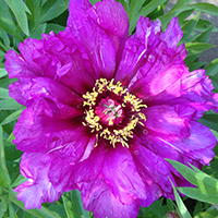 Пион Morning lilac