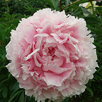 Пион Sarah Bernardt