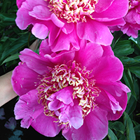 Пион Walter Mains