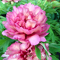 Пион ито-гибрид