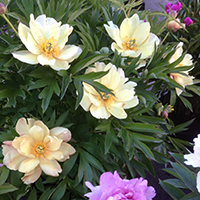 Пион светло-желтый