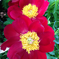 Пион Скарлет Охара