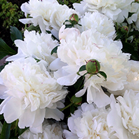 Пион Снежный Шар